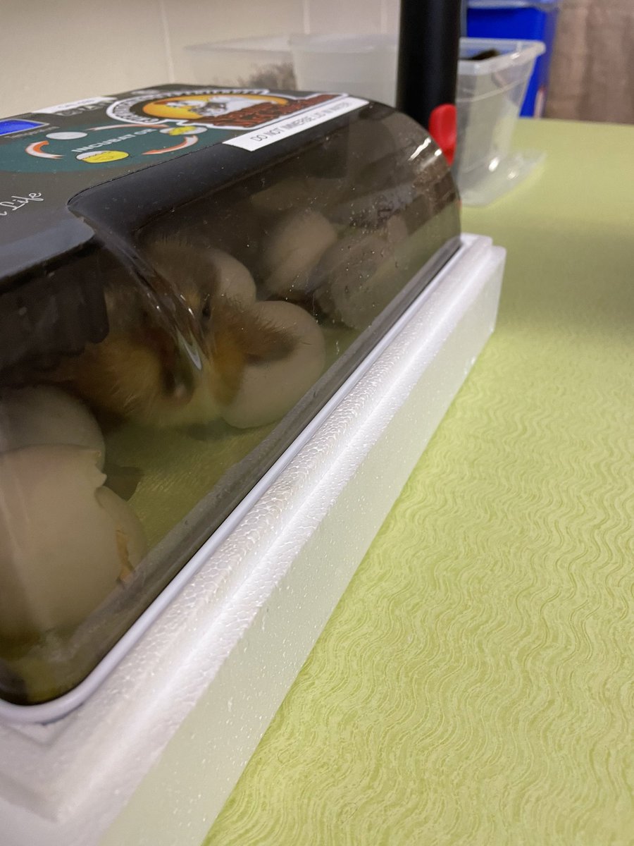 MrsKemski's tweet photo. Our first duckling! This little one got moved to the enclosure with a heater while we await for the siblings to peck their way through. Kβs were very excited and, clearly, I am in love as well. @MrsEllahib #ducklings #Kindergarten #eggshatching https://t.co/DlGxV1dQTP