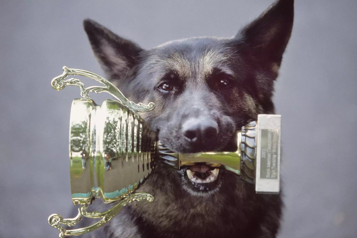 NetflixDogs tweet media