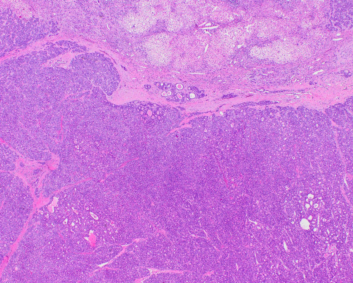 Elizabeth Montgomery, MD tweet media