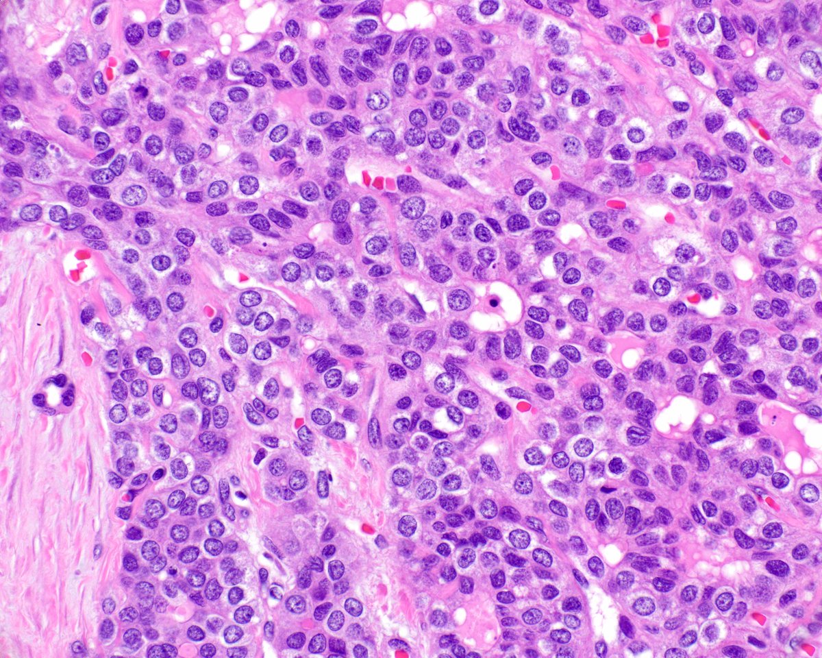 Elizabeth Montgomery, MD tweet media