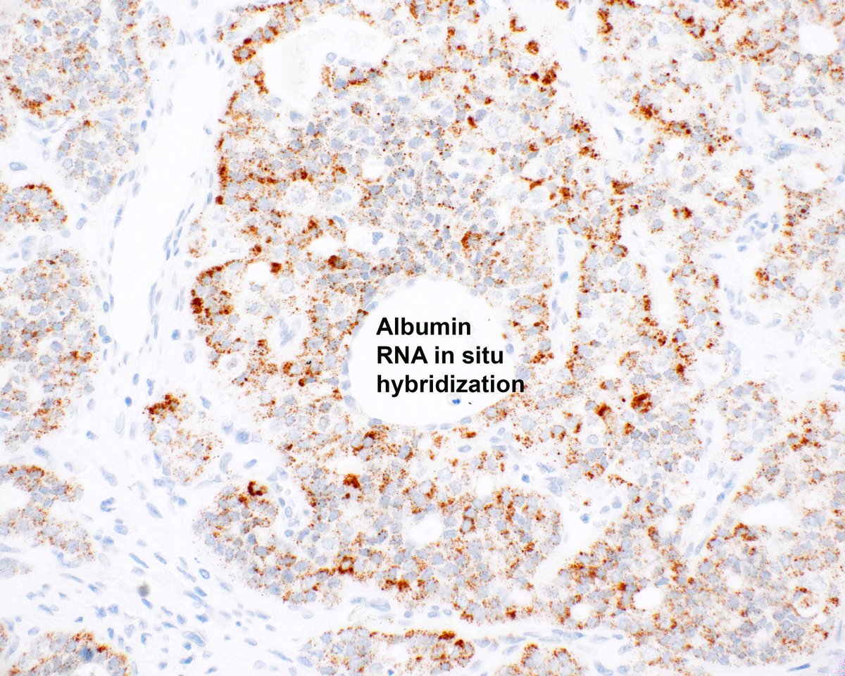 Elizabeth Montgomery, MD tweet media