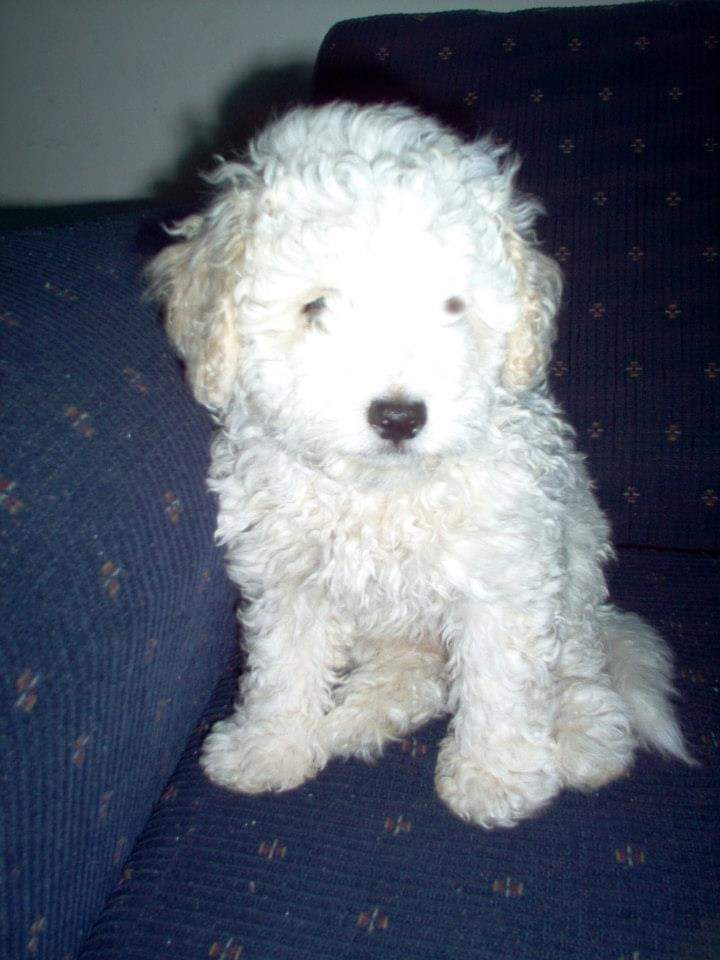 oarcev's tweet photo. Querido Baby fuiste nuestra alegría y compañía por más de 17 años. Hoy 5 de mayo te nos fuiste de este plano para ir al cielo de los perritos para ir a jugar de nuevo con tu vieja "La Beba". Te agradecemos por siempre el haber estado con nosotros casi 84 años en una vida perruna. https://t.co/oL3XrGK6yc