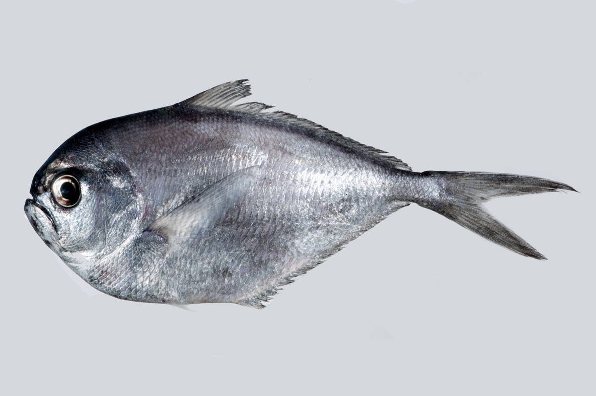 gabbysfishes's tweet image. Today's fish is the Bigtooth Pomfret (Brama orcini)! Their larval form has been discovered riding jellyfish, and may even have special fins to hold on! They're cowboys of the sea :)
📸Jeff Milisen, Ai Nonaka, Jeffrey T. Williams