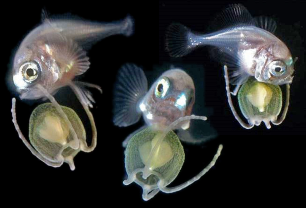 gabbysfishes's tweet image. Today's fish is the Bigtooth Pomfret (Brama orcini)! Their larval form has been discovered riding jellyfish, and may even have special fins to hold on! They're cowboys of the sea :)
📸Jeff Milisen, Ai Nonaka, Jeffrey T. Williams