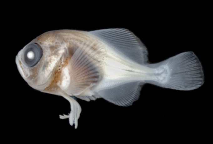gabbysfishes's tweet image. Today's fish is the Bigtooth Pomfret (Brama orcini)! Their larval form has been discovered riding jellyfish, and may even have special fins to hold on! They're cowboys of the sea :)
📸Jeff Milisen, Ai Nonaka, Jeffrey T. Williams