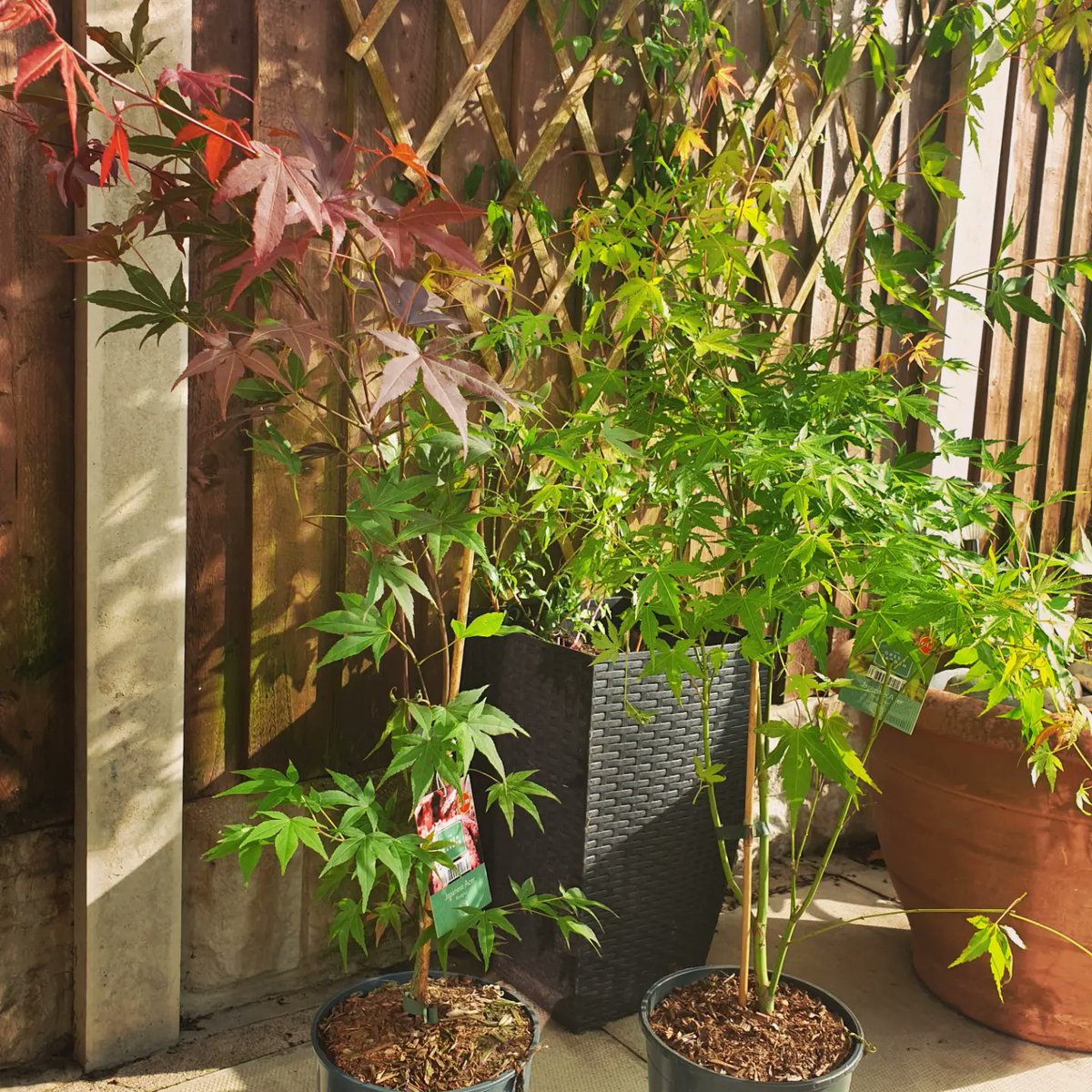 njbclb's tweet photo. @AldiUK knows a deal! Picked up two Acers this morning at £11.99 each. Bloodmoon &amp; Orange Dream - what a treat! 🙃 #Aldi #Acer #gardening #gardenlife https://t.co/gjLhmasle3