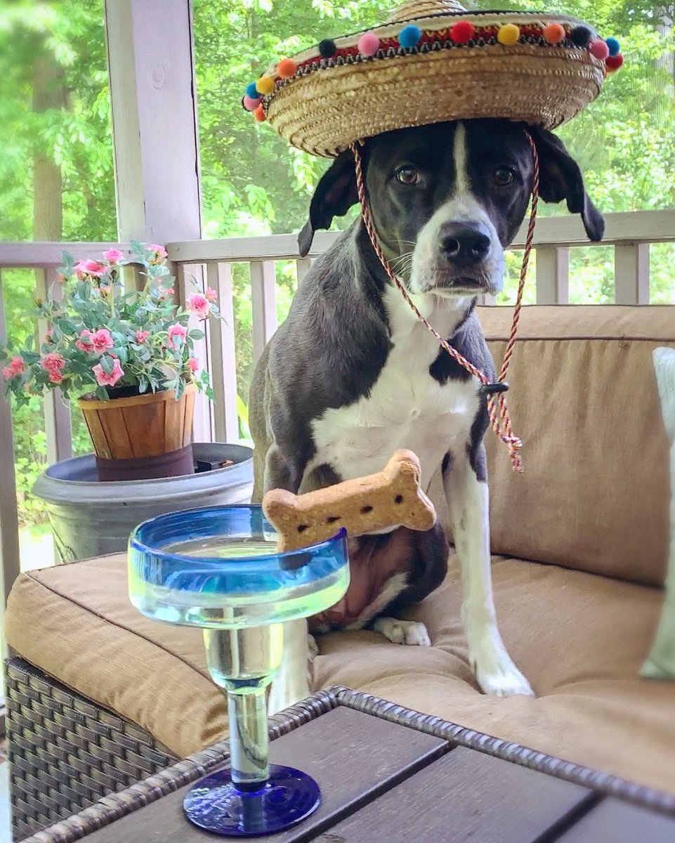 _LunaSkywalker_'s tweet photo. Happy #CincodeMayo friends &amp; dog lovers!!

🤍🐾

#Dog #cutedogs #cincodemayo2022 @barkbox @PETS__USA #dogsoftwitter https://t.co/4IJLcExDwP