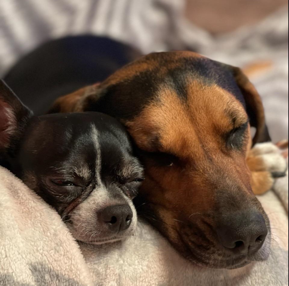 officialshotvet's tweet photo. Happy Cinco De Mayo! In honor once again of #NationalPetWeek meet these pawtastic furbabies, Star and Haven! #ShotVet #FastPaws #cincodemayo https://t.co/PYqu9lfgr6 https://t.co/BC2hgUsk6B