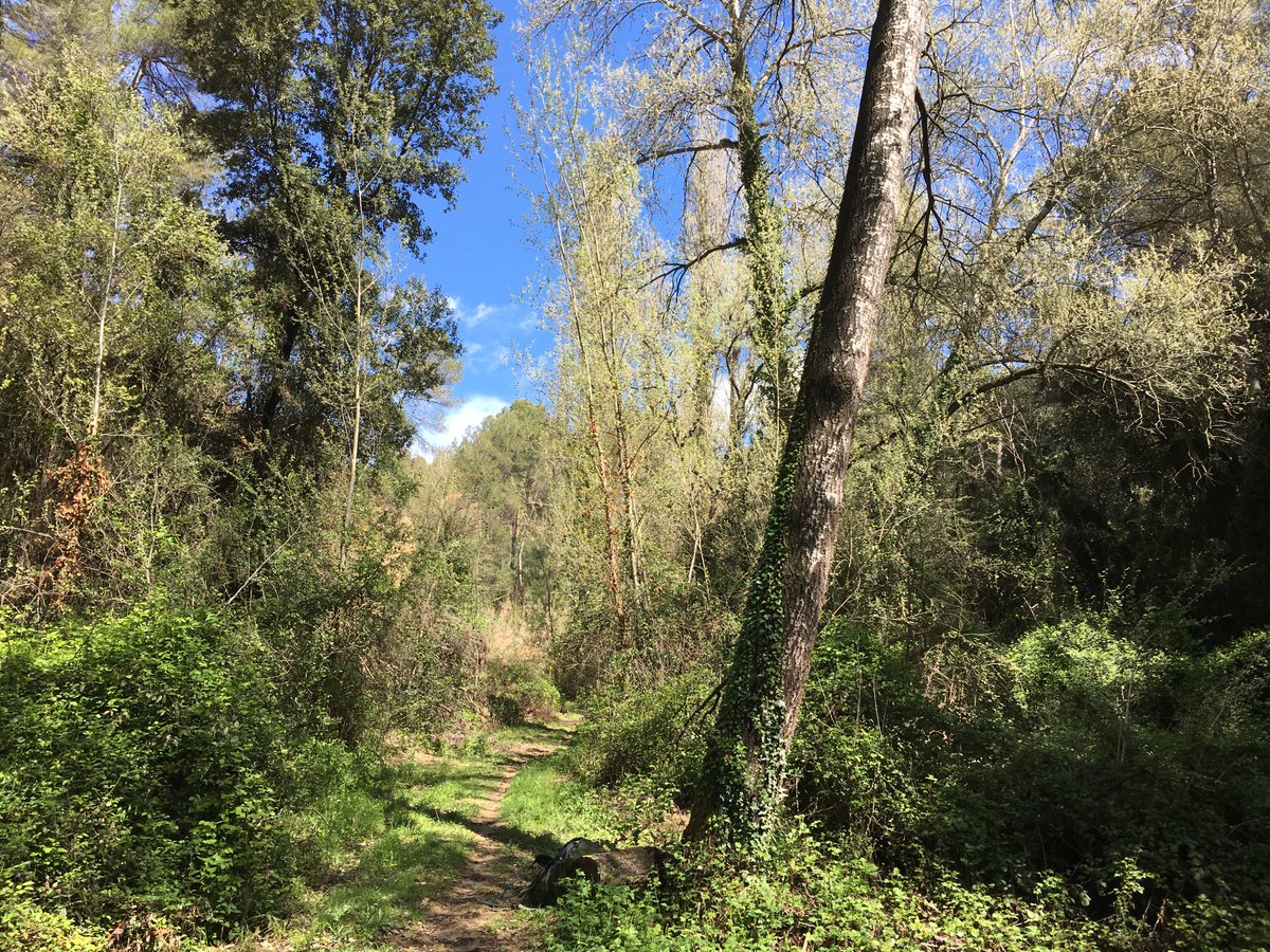 esparverblau's tweet photo. Plana del Vallès Occ. Els ‘xaragais’ resguarden la biodiversitat i el territori. Des dels albes i roures centenaris fins el pigot petit passant per la merla blava, la tórtora, el toixó i la guilla. Connectors i reservoris excepcionals. Els conservem? https://t.co/RgwjV6s432