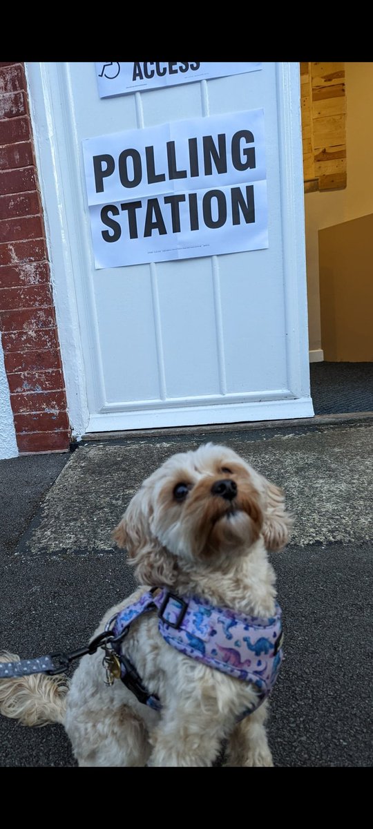 beks_93's tweet photo. No more cutting treats in half and more walks #dogsatpollingstations https://t.co/aTaasktVxu