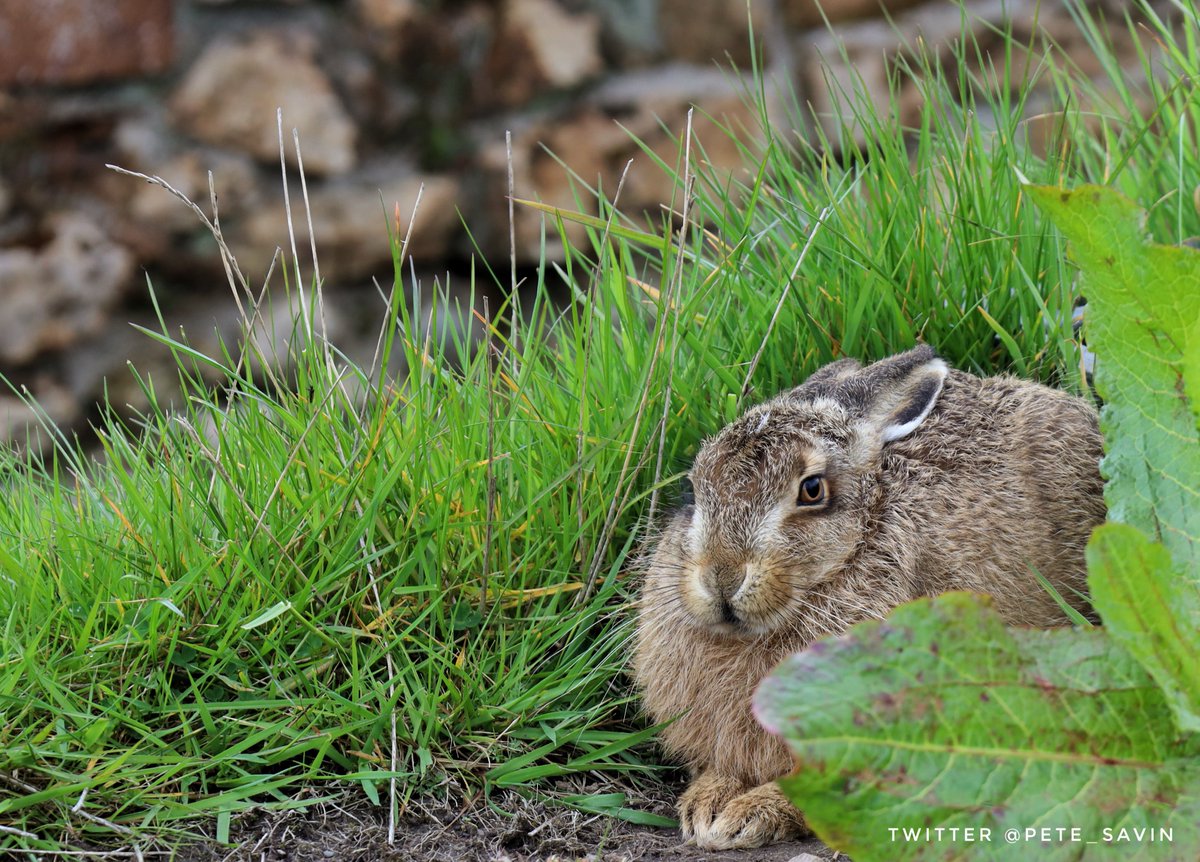 Archeo Hare has been watching us all week from the edge of the fort wall #Vindolanda #Archaeology #Hare #wildlife