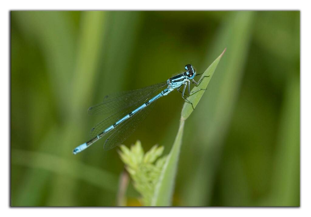 NatureSpotsApp's tweet photo. #Azuredamselfly #Animal  in a Grassland #habitat  🦔  Link: https://t.co/mdZjQvPWSW 🌻 Get the @NatureSpotsApp on https://t.co/hwNqbFxUMt and and start exploring #nature! 💚  #naturelovers #natur #naturbeobachtung #naturephotography by Danny VG - Azure damselfly (Coenagrion pu… https://t.co/PBcVJTnNCO