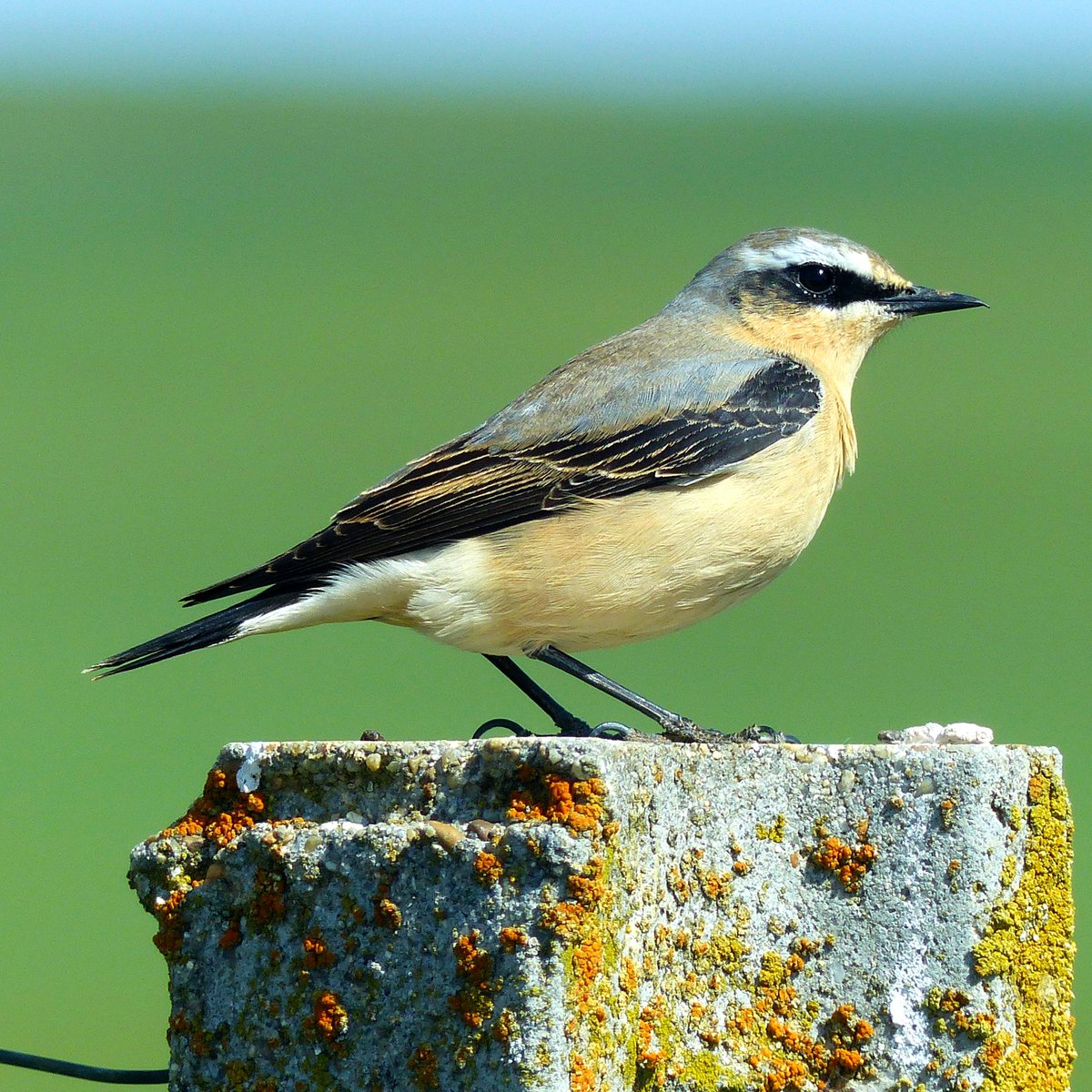 trabucayres's tweet photo. Samedi 14 mai à 17h30 à l'Hostal
Conférence avec diaporama de Jean-Pierre Pompidor, naturaliste, sur « Les oiseaux et les mammifères sauvages des Albères et du Vallespir », 
suivie du vernissage de l’exposition de photos « Faune sauvage des Albères et du Vallespir » avec apéritif https://t.co/4T1U6xCcLf