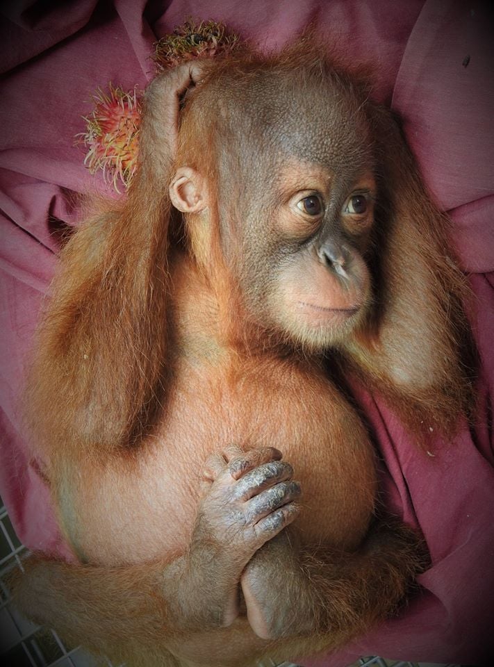 redapes's tweet photo. 15 years ago Orangutan Outreach created a Mother's Day campaign called "MOM— Missing Orangutan Mothers" to bring attention to the 100s of orphaned baby orangutans being cared for at rescue centers in Borneo &amp; Sumatra— and help them! 😊❤️🦧🙏🌳
Learn more: https://t.co/XVsSYrIdKZ https://t.co/ry7totww4X