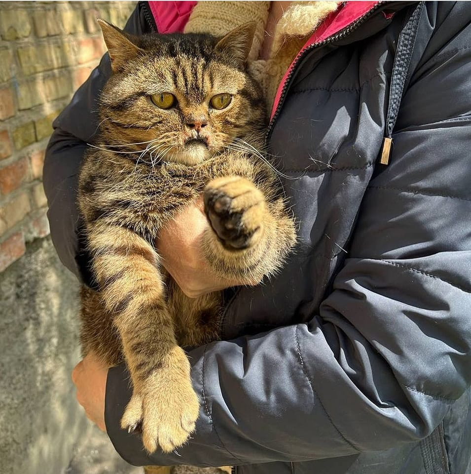 LorenzoTheCat's tweet photo. His name is Frodo. He was rescued by Zoo Patrol after his home was destroyed in Bucha, Ukraine. Taken to a vet clinic to treat his  wounded lip, he's doing well now and is hoping to find a new home. Photo: U Animals. https://t.co/3U50khoRLn