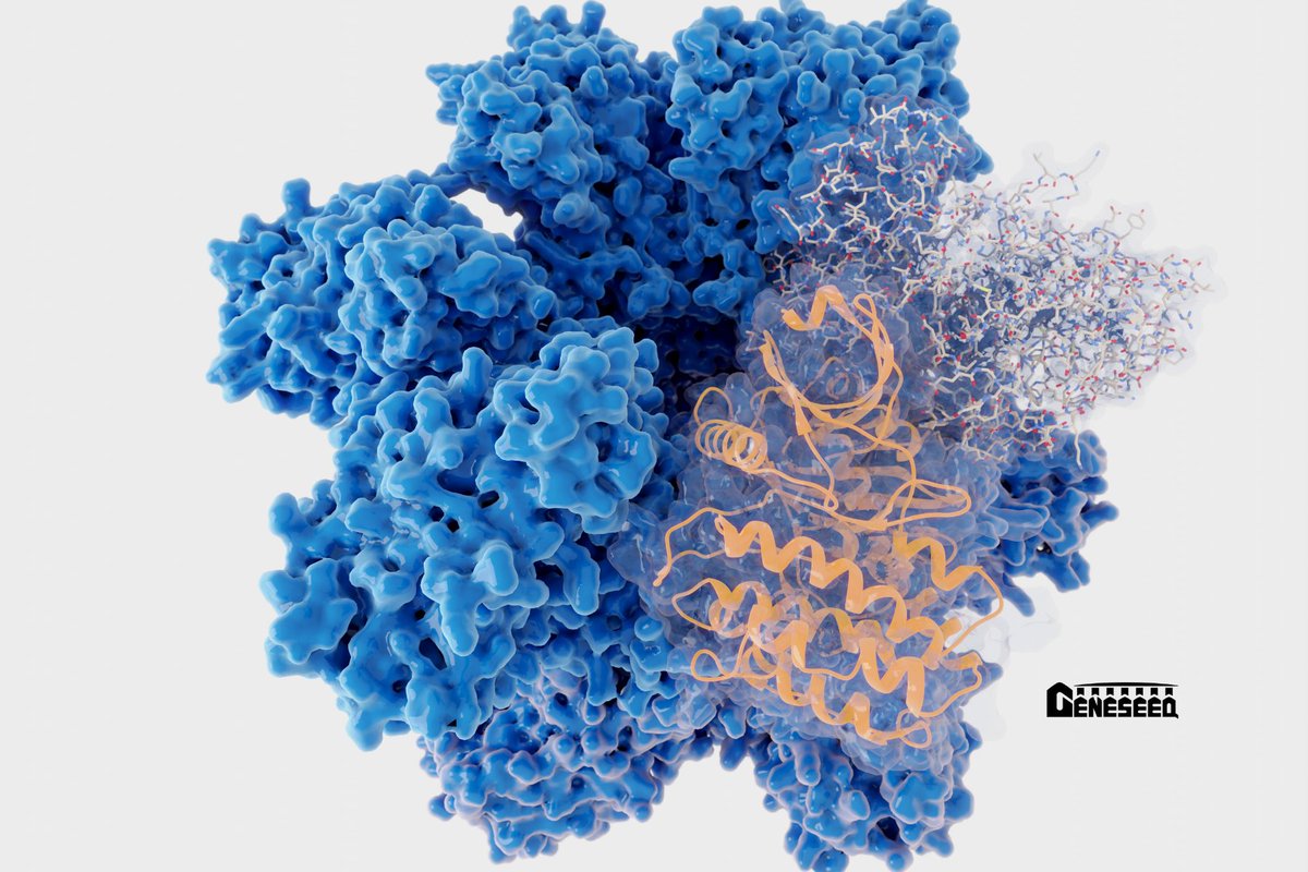 GeneseeqInc's tweet photo. A study using our comprehensive gene panel Geneseeqprime, provides an overview of kinase IGRs in a large #lungcancer cohort and examines real-world survival outcomes of patients. 

https://t.co/VcZQmHNjUs https://t.co/9DzGcZopSq