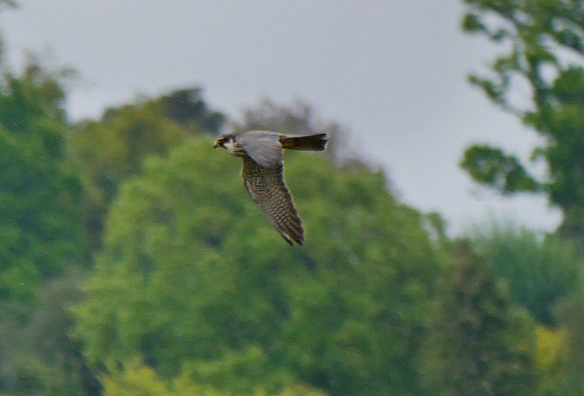 JimRose's tweet photo. This Hobby was hawking low over Marlow flood relief scheme yesterday afternoon. It was nice to see it return a couple of times as the usual sightings are rather more brief. @bucksalert @bucksbirdclub https://t.co/EDXJ0p6dBH