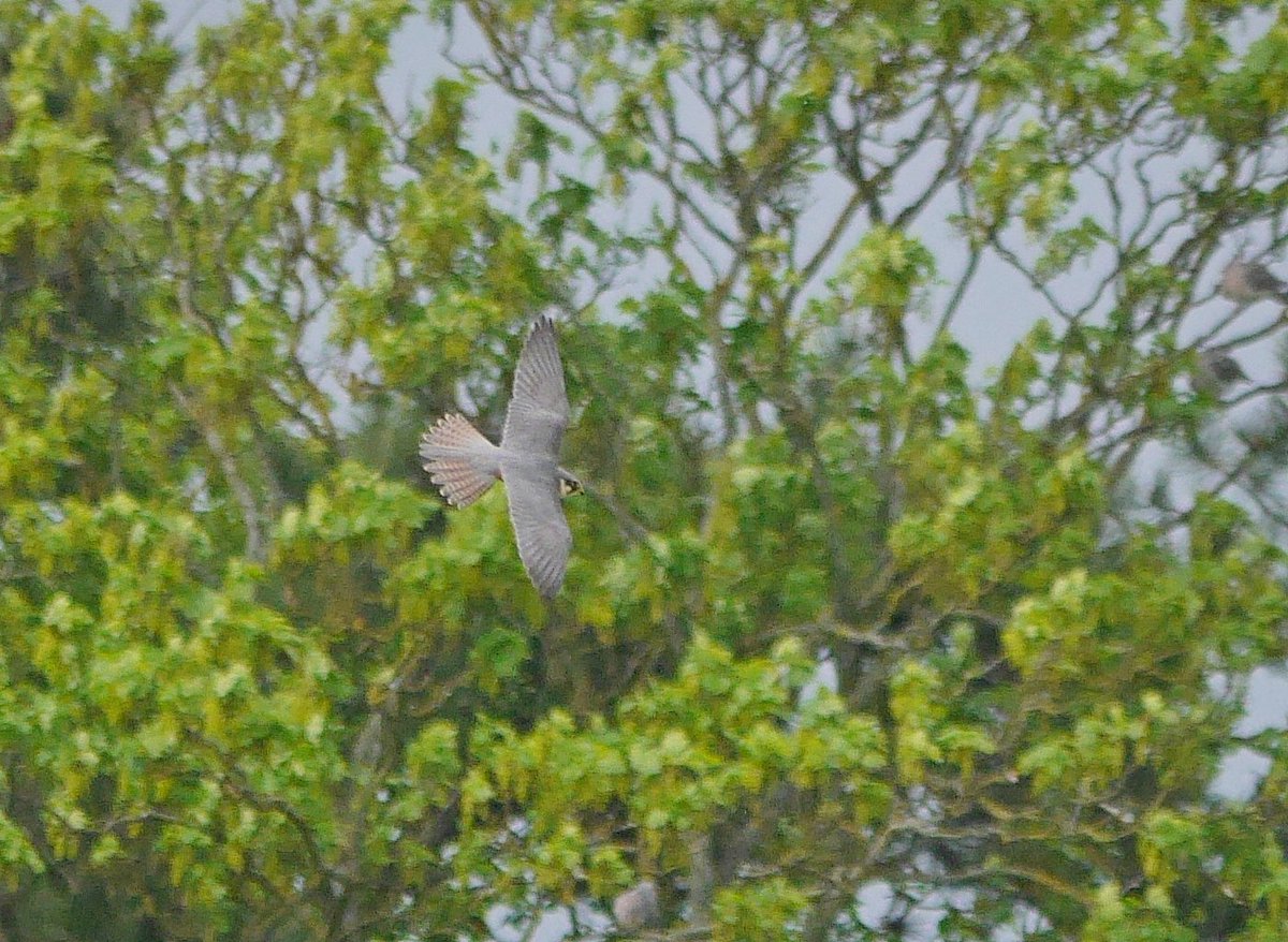 This Hobby was hawking low over Marlow flood relief scheme yesterday afternoon. It was nice to see it return a couple of times as the usual sightings are rather more brief. <a href="/bucksalert/">Bucks Bird Alert</a> <a href="/bucksbirdclub/">bucks bird club</a>