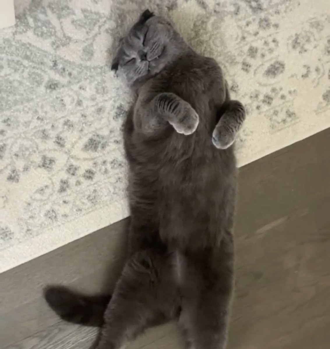 FTeefies's tweet photo. I know I’m a sexy beast. It’s the amica cream https://t.co/DxFrYj3OrG