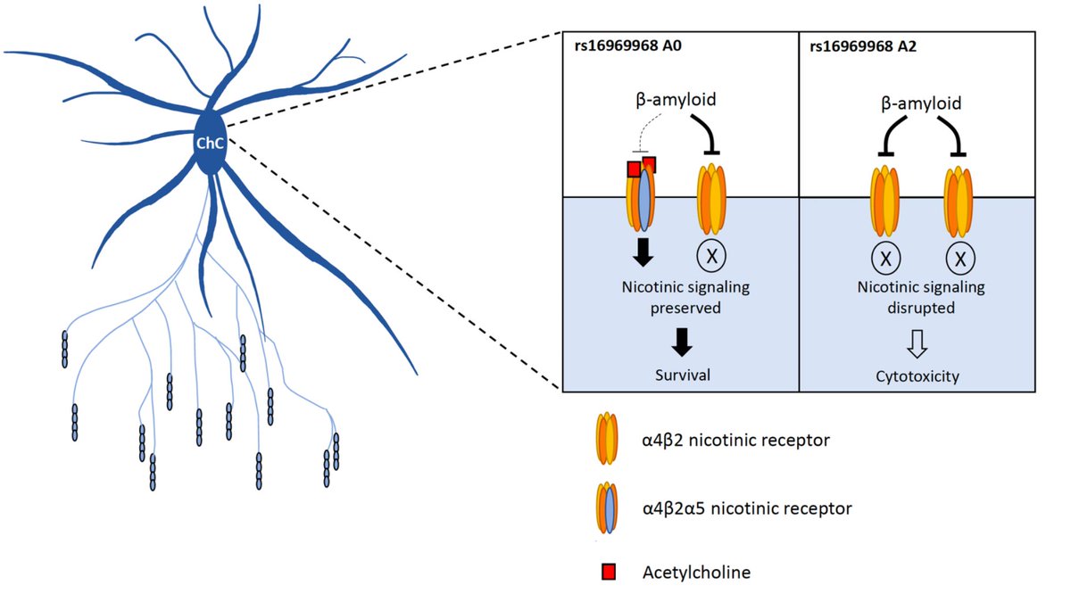 LambeLab's tweet photo. CHRNA5 #nicotinic receptors in human aging and Alzheimer’s disease. preprint: https://t.co/MumuNGuTvZ Wonderful collaboration with @DanielFelsky @neuronjoy #DavidABennett #ROSMAP Congrats, Jonas Rybnicek! https://t.co/RI47RtzSEC