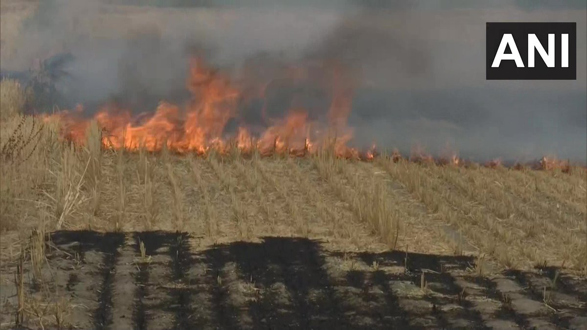 ANI's tweet photo. Punjab | Stubble burning in Tangra village of Amritsar

Farmer burn stubble to clear his field, we don't promote this. If Punjab govt gives us a subsidy of Rs 6000 per acre, no farmer will have to burn stubble: Sarwan Singh Pandher, Punjab General Secy,Kisan Majdoor Union (05.05) https://t.co/Bge2ZkJmR7