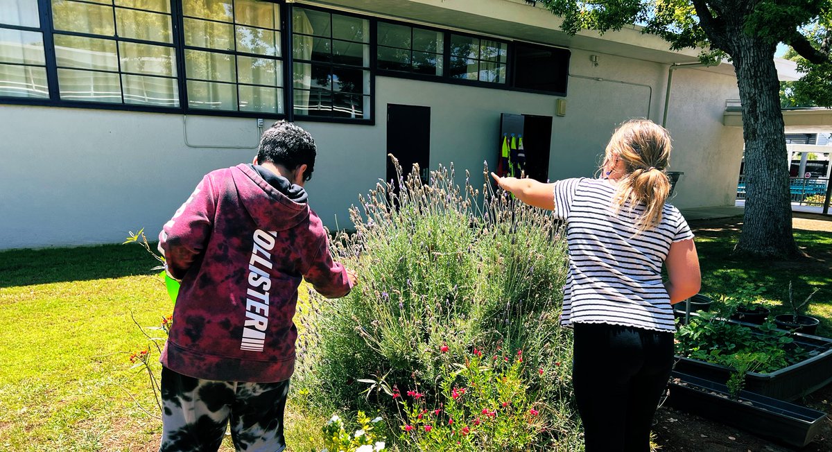 NatterMagnolia's tweet photo. Harvesting lavender for our Mother’s Day sugar scrub recipe! @MagnoliaCVUSD https://t.co/69U4b00DJU