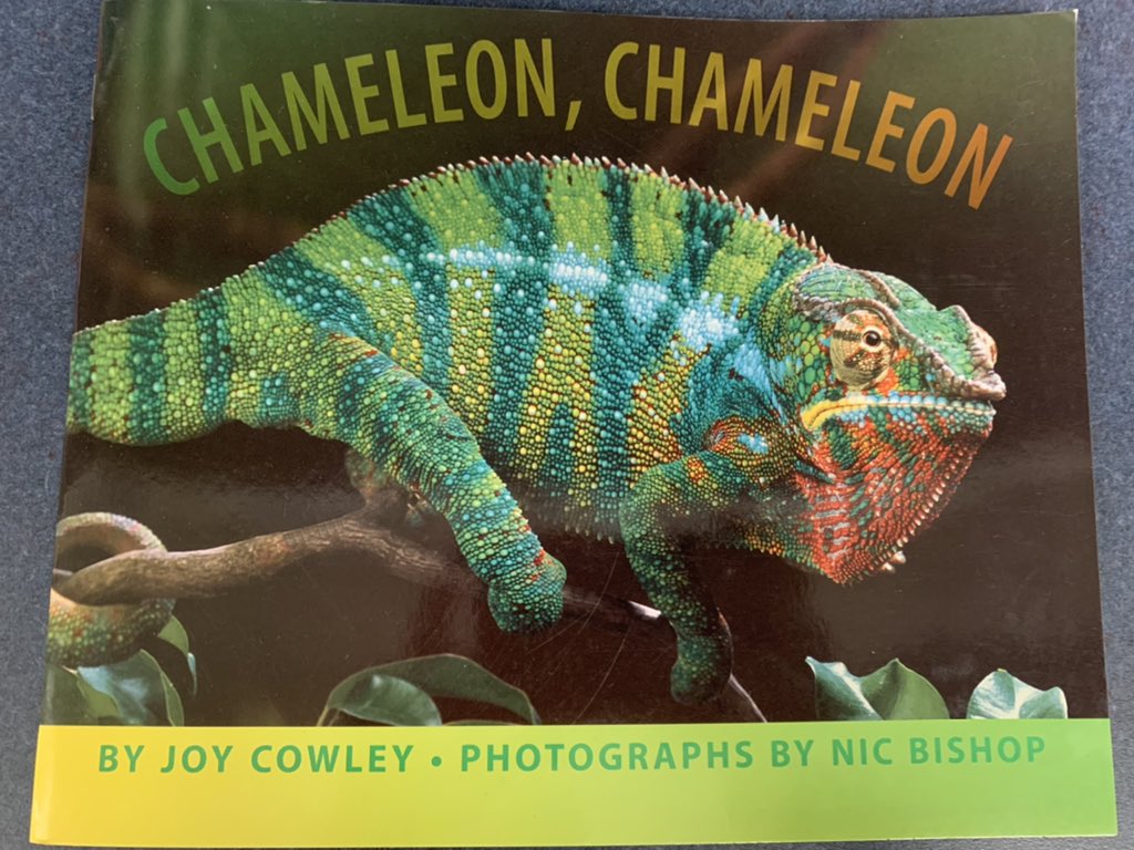 MrsHensonOPS's tweet photo. Kinders have been reading inform. texts this week. The past few days it was chameleons! They got to come up and write true facts about these reptiles. We made a connection in class and showed a pic of Mrs. Henson’s pet reptile at home. 😀🦎These kids 💚 this! #CSCardinal #Kinder https://t.co/raqLfSTgC1