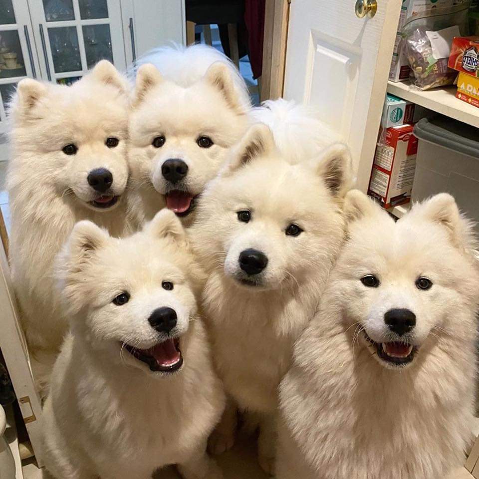dinogodwhale's tweet photo. Within 2 seconds of opening the fridge 😂 https://t.co/UehGZbJrvm