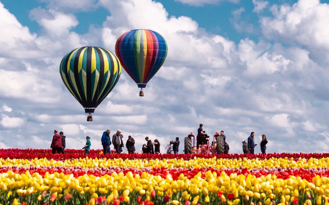 Funeral at a Tulip Farm

Anyone got an idea of how much that procession would cost?
#flowers #photography #nikonphotography