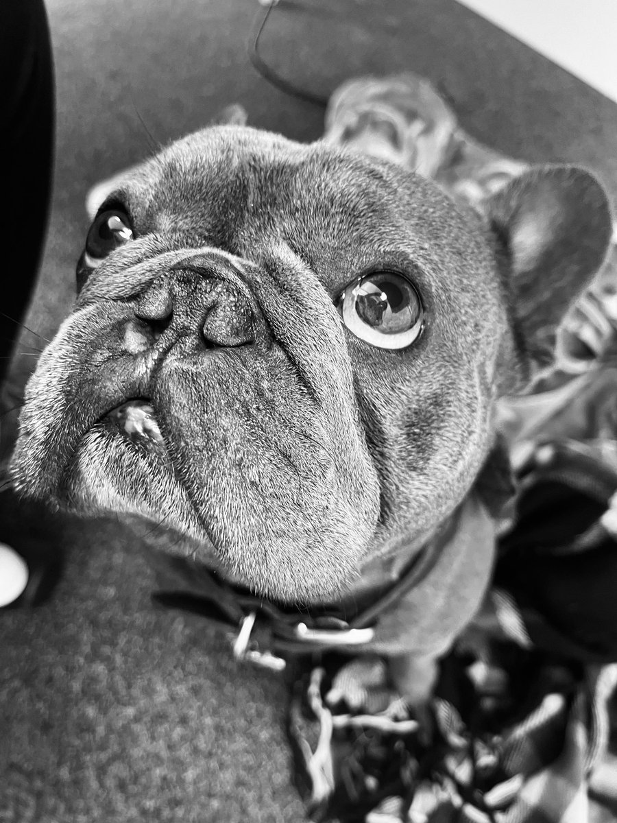 Heads_InSpace's tweet photo. It was great to have our four legged friend - Frank, visit HQ this week!  #cooloffice #dog #employeeperk #space #hampshirejobs #stem #employeeappreciation #spacejobs https://t.co/suDchc2msf
