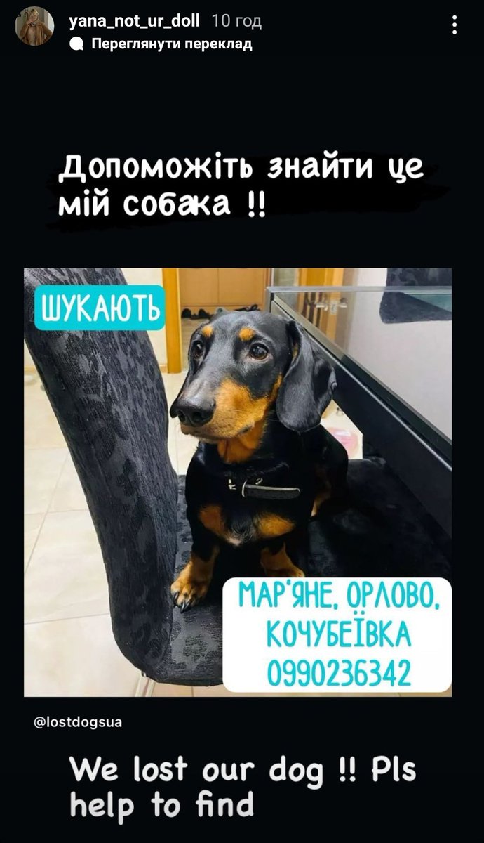 ❗ Допоможіть знайти песика❗
Херсонська область