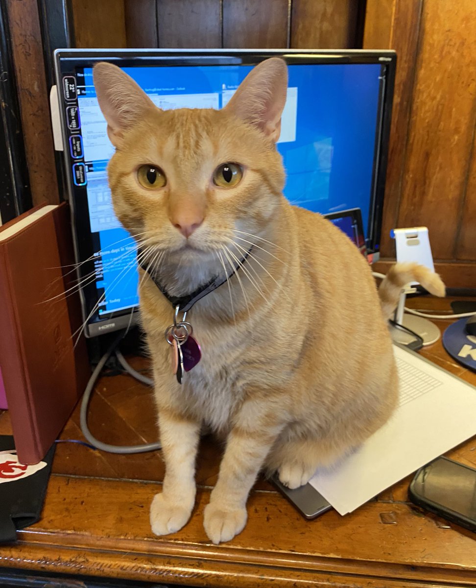 LilOkie76's tweet photo. Ok Mom! Itβs Cinco De MEOW! Time to shut it down early & start making margaritas! πΌπΉ #CincodeMayo #ThomasKitty #CatsOfTwitter #WORKFROMHOME https://t.co/PvWhYeuyc4
