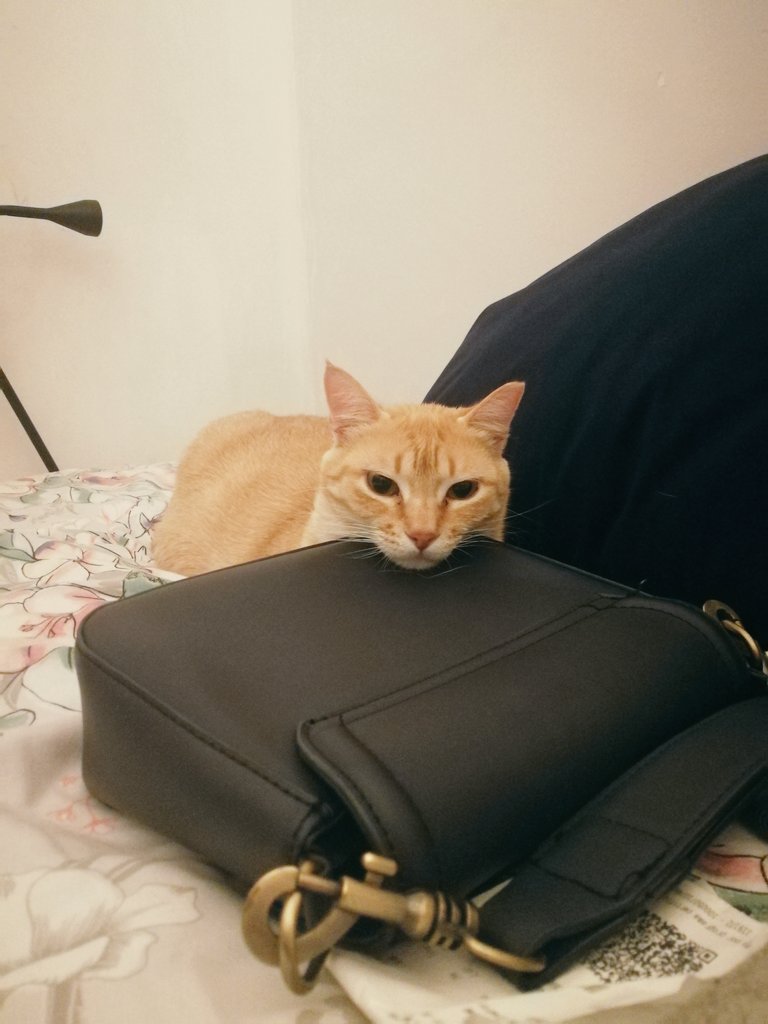 claudiashandi 🇵🇹 🇬🇧 tweet media