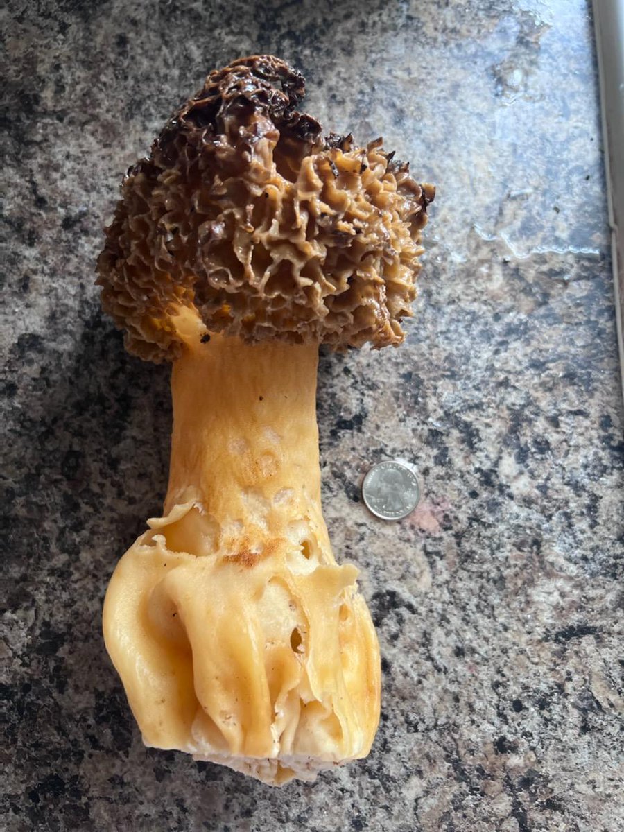 7bradbaker3's tweet photo. @MorelDawg my son, @Griffin_Baker_ picked his first ever morel. Even dried and shriveled up it's 12" tall! https://t.co/a7UhZzagR6