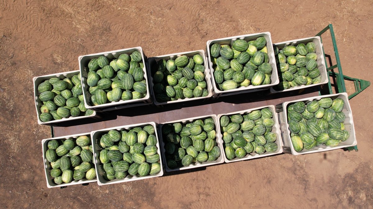 SERTVPANAMA's tweet photo. Este sábado en #AgroAlDía, @clarissabrego visita la finca y planta de procesamiento de sandías “Potuga Fruit Company”, ubicada en la localidad de #Potuga en la provincia de #Herrera. Esta planta cuenta con las instalaciones más modernas de centro América. Desde las 4:30 p.m. https://t.co/ta0ncrsETF