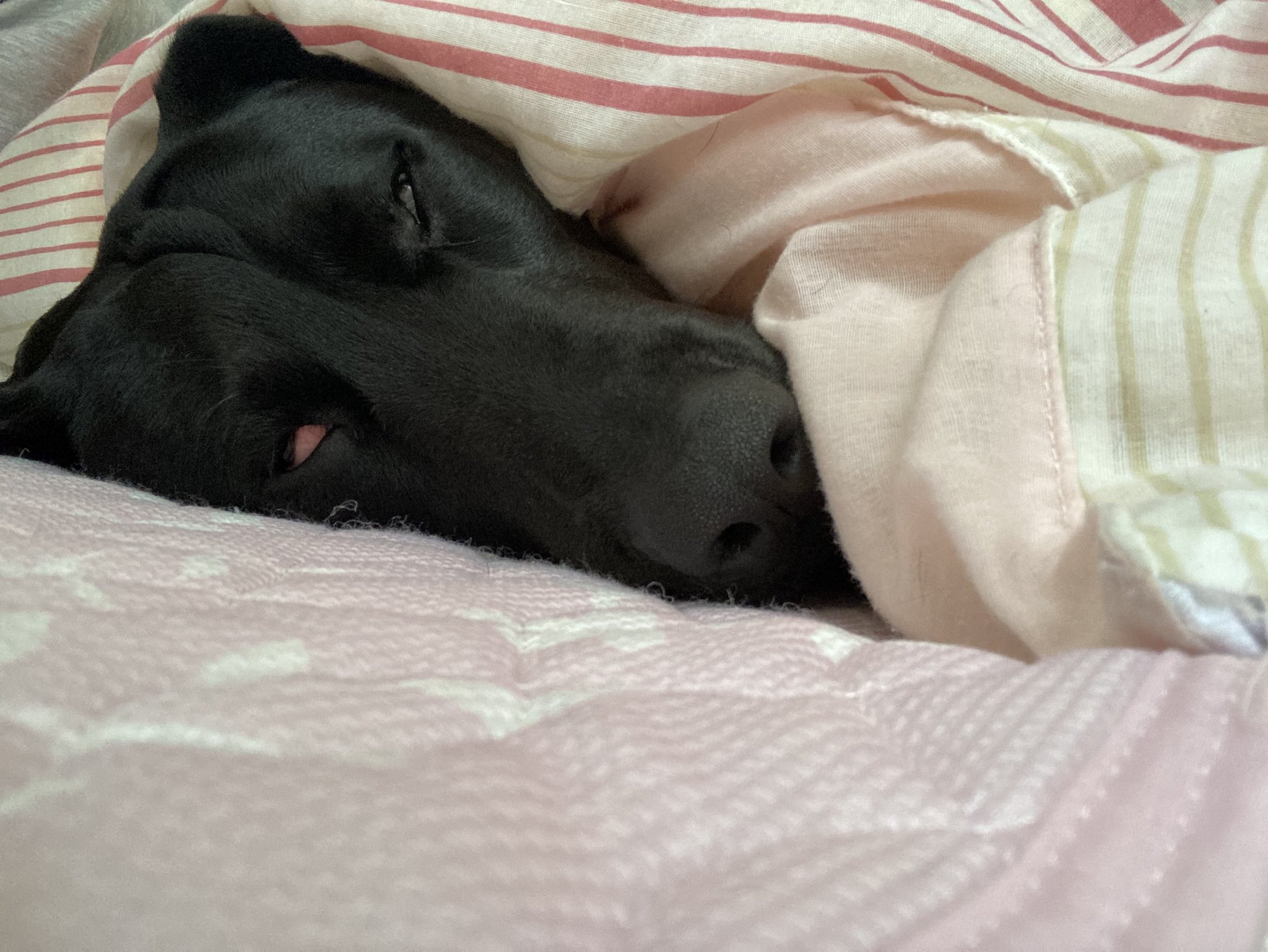 あぶちゃん Abababchan1023 Twitter