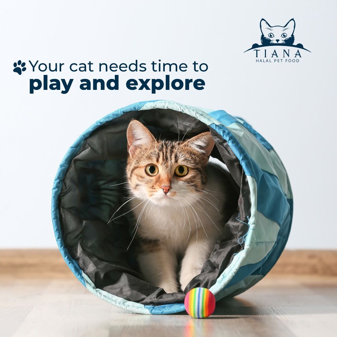 tianacatclub's tweet photo. Is your cat lazy or curious? Regardless of temperament, your cat needs time to play and explore. Finding the right toys to enrich your cat can be the key to unlocking a more enriched, #healthy furry friend. What is your cat's favorite toy?
#cathealthtips #cats https://t.co/IWX0RkNlwR
