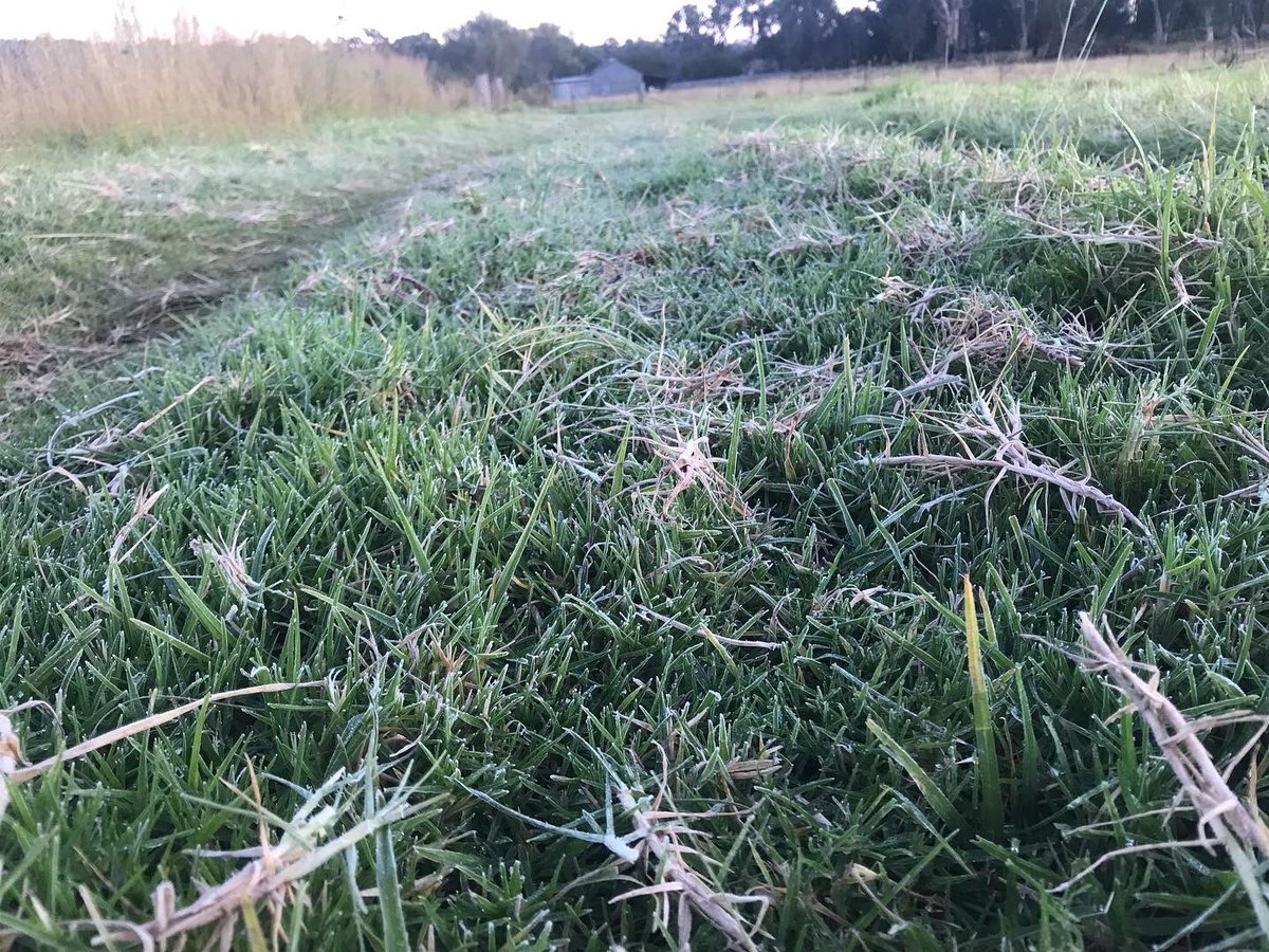AgSTAR_Farming's tweet photo. First frost at Colain for the year. Only a light one but a sign of things to come. #coonabarabran https://t.co/uKTIKKLThf