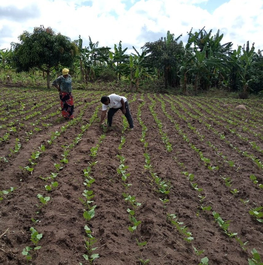 SAA_Uganda's tweet photo. This is Mr. Sali Daudi, a #Farmer that hosts a #maize & #beans demostration plot where he practices #intercroping. He says it has eased #weeding. He practices #minimumtillage in maize. #agronomicpractices #agriculture #agronomic #farming #regenerativeagriculture https://t.co/cktBe7XRqw