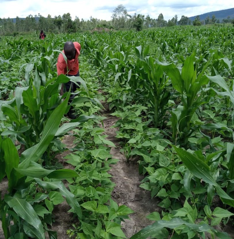 SAA_Uganda's tweet photo. This is Mr. Sali Daudi, a #Farmer that hosts a #maize & #beans demostration plot where he practices #intercroping. He says it has eased #weeding. He practices #minimumtillage in maize. #agronomicpractices #agriculture #agronomic #farming #regenerativeagriculture https://t.co/cktBe7XRqw