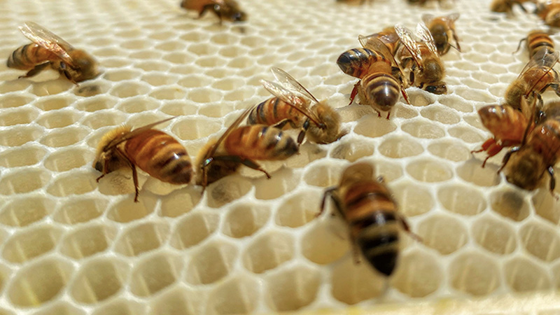 turfnet's tweet photo. If you missed today's #TurfNetUniversity webinar by Bryan Bergner on beekeeping on golf courses, you can watch it and all of our other archived recordings by clicking here https://t.co/N5iC9Fzmii . Thanks to our sponsors @BRANDT_co and @TurfThreatTrckr . https://t.co/Ht9GFLTv9v