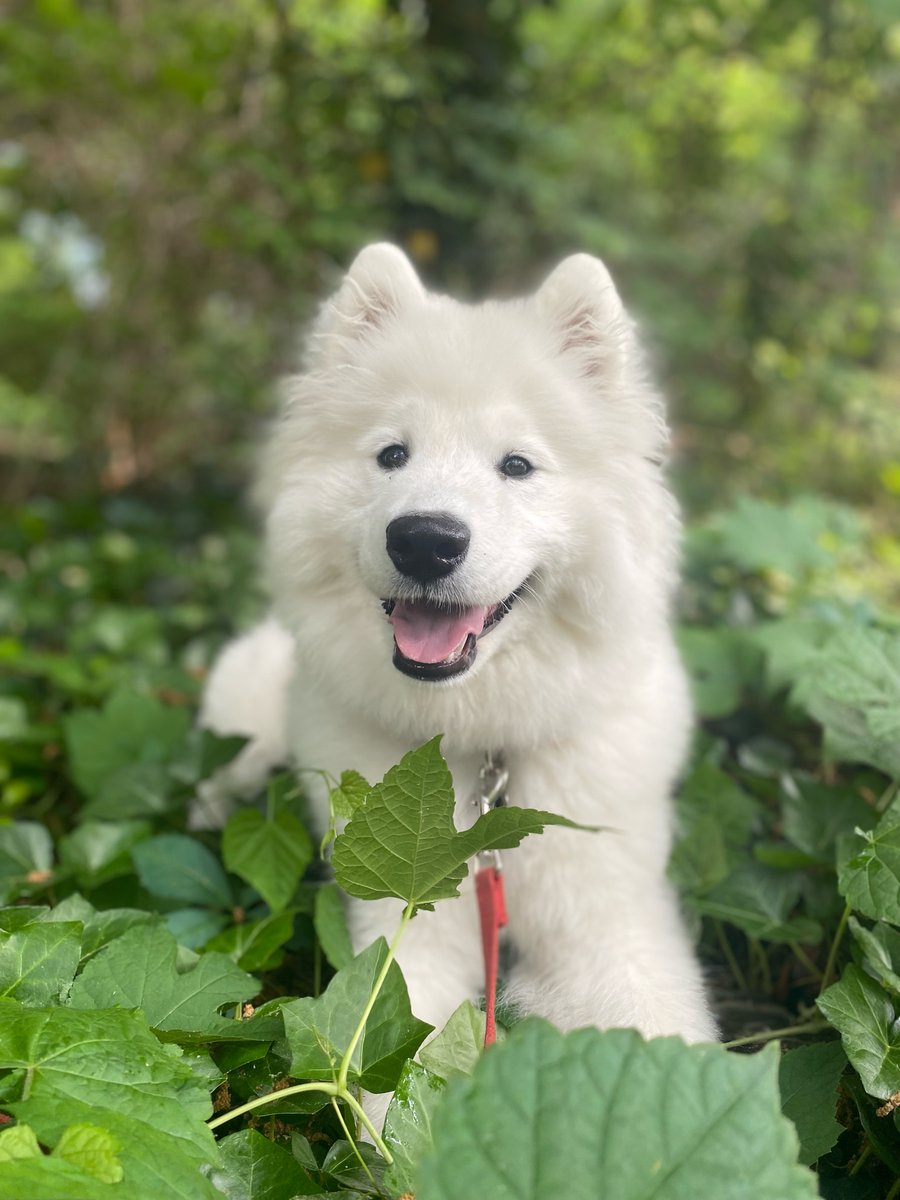 areyouunleashed's tweet photo. In between training &amp; playing sessions, JumpStart Maisie loves cooling off in the tall grass 🌿😎 https://t.co/jgxjNdFkUz