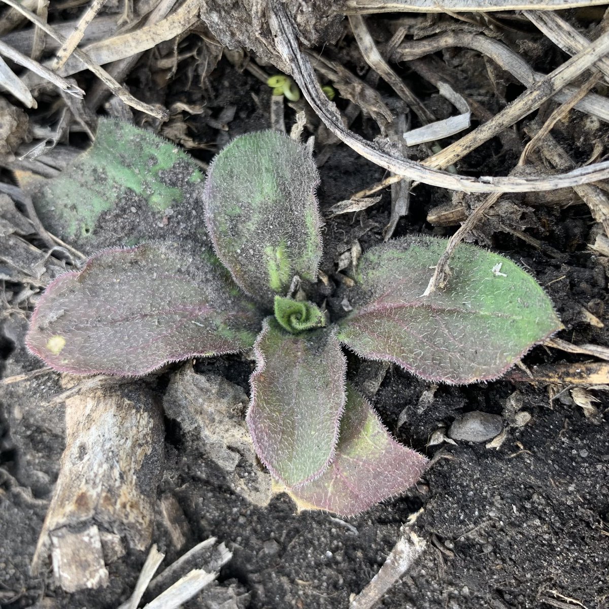_MeganDavidson4's tweet photo. The soil is warming up quick in this lovely weather!☀️ Weeds are popping up, time for pre-emerg scouting! #100DaysofHustle #preburn @_StaySharpe https://t.co/OqQBWYMCqo
