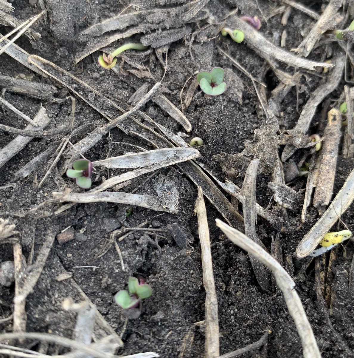 _MeganDavidson4's tweet photo. The soil is warming up quick in this lovely weather!☀️ Weeds are popping up, time for pre-emerg scouting! #100DaysofHustle #preburn @_StaySharpe https://t.co/OqQBWYMCqo