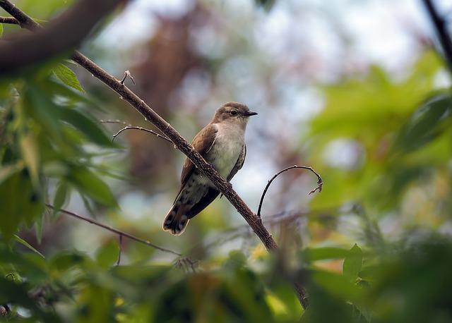 cledanvalley's tweet photo. It's always in May that we hear the first cuckoo at Cledan and it didn't disappoint this year making itself heard on Wednesday ! https://t.co/y6pzpTCV4G