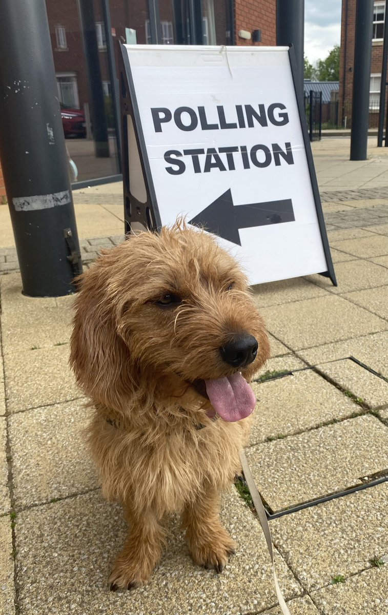 davidwaters77's tweet photo. Monty the #BFdB exerting his doggocratic rights at todays local elections… #dogsatpollingstations https://t.co/bM8U6CVgWW