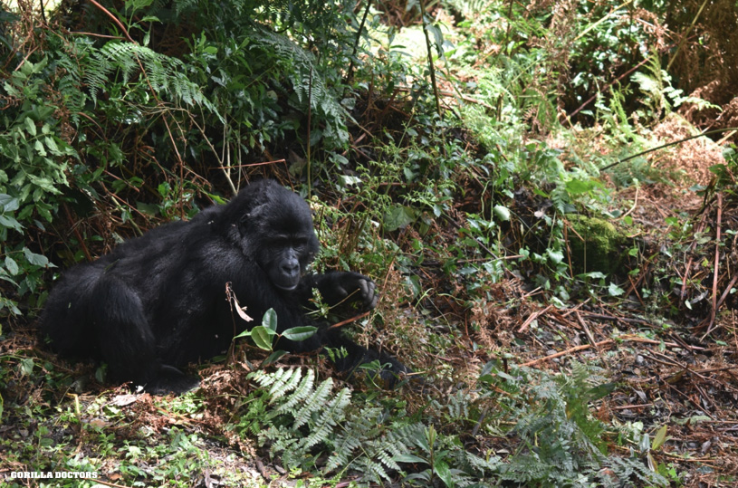 GorillaDoctors's tweet image. Here is a picture of Nyiguru recovering after the intervention to remove a snare from his left wrist. Once we reversed the anesthesia he immediately rejoined his gorilla family. In case you missed it, read the full story of Dr. Ricky's snare rescue: gorilladoctors.org/snare-rescue-i…