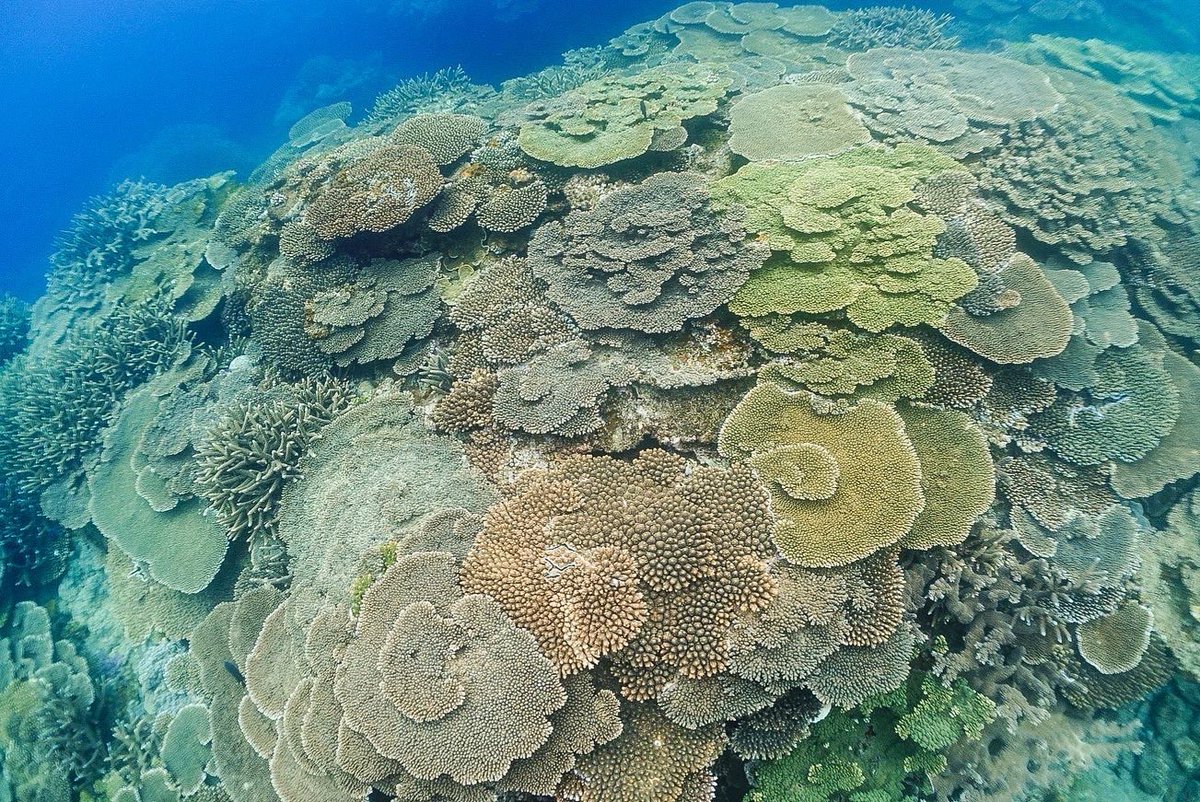 テーブルサンゴ - Search / X