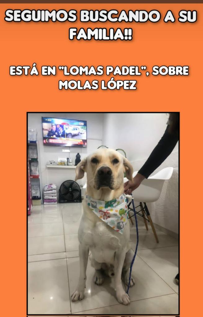 680carlos's tweet photo. Esta preciosa criatura esta perdida. Busca a su familia. Teléfono  0981256234 https://t.co/naIf6ZZREL