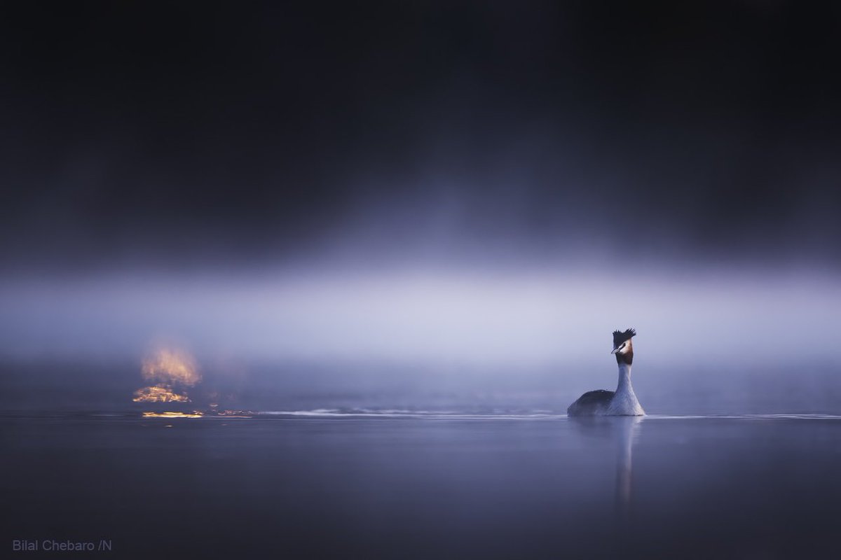 bilalchebaro's tweet photo. Gold? Fire? 🤔 Great Crested Grebe one early morning, close to my house.

#birds #grebe #nature #wildlife
#naturephotography #birdphotography #wildlifephotography #birding
#greatcrestedgrebe #waterbirds
#birdwatching #photography #naturelovers #sweden #birdlovers https://t.co/WfCqHA2OCl